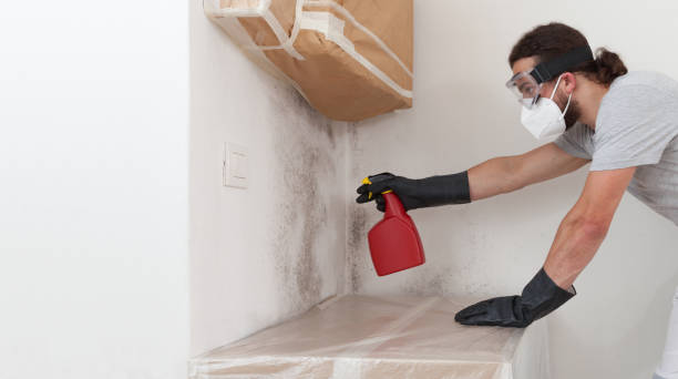 Professional Black Mold Removal technician working in Great Neck, NY